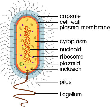 Bacteria Structure in Focus: A detailed illustration shows the intricate components of a bacterial cell, providing insights into its essential elements and internal structure.