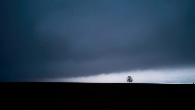 Solitary tree in misty field at dawn, minimalist landscape, Limousin France