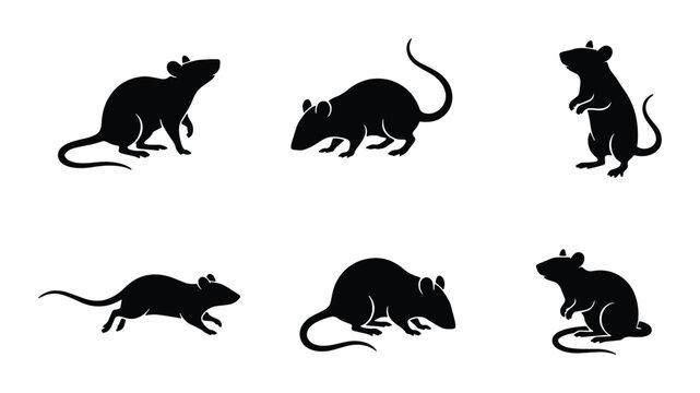 set of six black and white vector rat silhouettes on transparent background