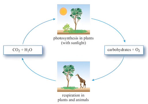 Photosynthesis and Respiration Cycle: An illustrative diagram details the process of photosynthesis and respiration in plants and animals. Sunlight.