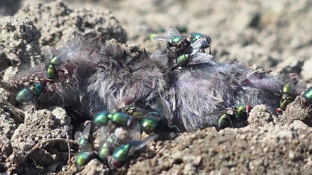 
Nature's Scavengers: Metallic Greenbottle Flies Swarming Over a Dead Mouse Carcass #001

