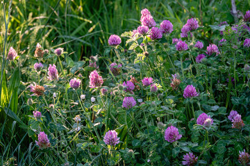 Clover flowers © Franck Chapolard