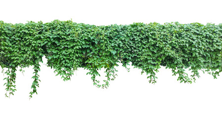 Green Ivy Vine Hanging on png, Fresh organic green grass and herbal plant leaves like parsley and green ivy vines are isolated on a white background to represent natural healthy garden ingredients © DesignerSaidur