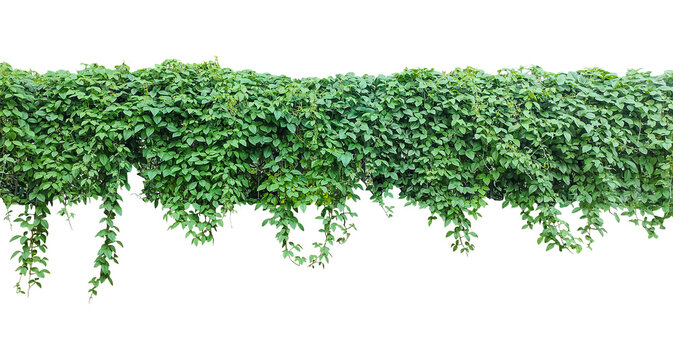 Green Ivy Vine Hanging on png, Fresh organic green grass and herbal plant leaves like parsley and green ivy vines are isolated on a white background to represent natural healthy garden ingredients