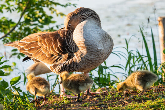 A goose and her goslings
