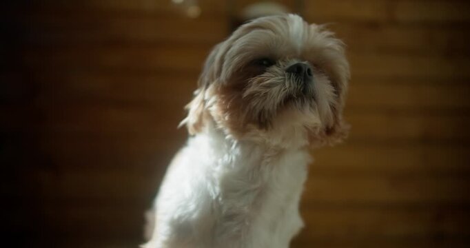 Happy Shih Tzu Dog: Wide Angle Outdoor Portrait, Cream White Color | 4K Video