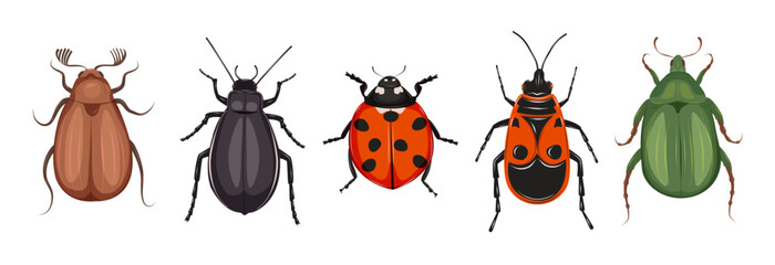 Cartoon insect set with darkling beetle, cockchafer, green beetle, firebug, and ladybug isolated on white. Entomology collection for education, biology design, and nature projects. © IrinaBrusentseva