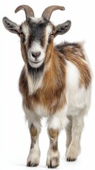 Fototapeta premium Goat with Curved Horns Brown White Fur Standing on White Background