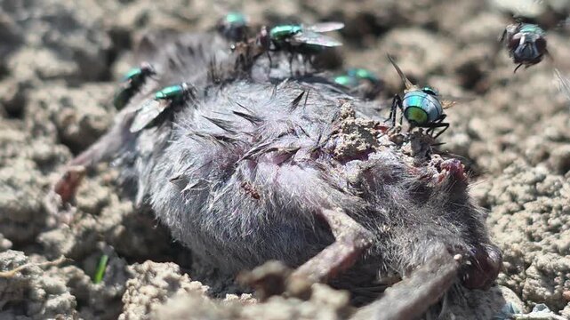 
Nature's Scavengers: Metallic Greenbottle Flies Swarming Over a Dead Mouse Carcass #003

 
