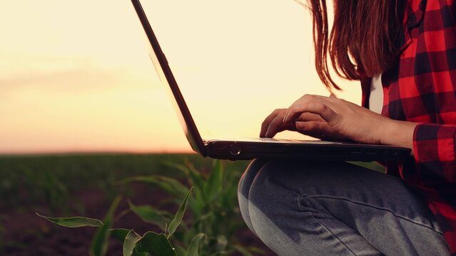 agriculture, woman farmer working laptop, farm field corn, modern farm business growing, agricultural tech sunset, tech-enhanced farming, farmer sunset productivity, digital farming tools, tech-savvy