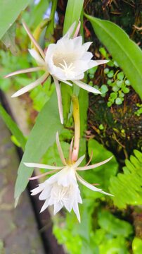 Fishbone cactus flowers wilting