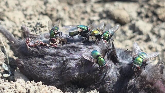 

Nature's Scavengers: Metallic Greenbottle Flies Swarming Over a Dead Mouse Carcass #004

