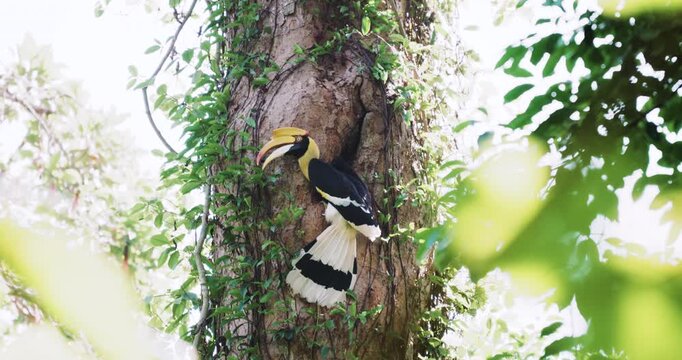 Great Hornbill feeding his chick and female in hole nest on the tree branch animal nature wildlife
