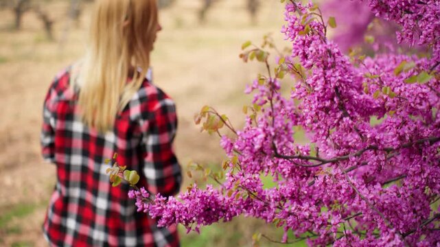 Agronomist examining blooming tree with purple flowers in orchard, farmer analyzing plant blossom and health in spring, agricultural business and horticulture