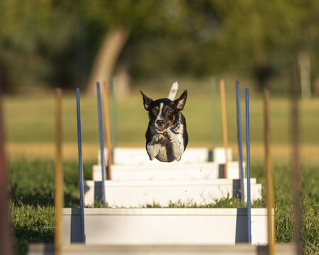 Terrier mix dog in the air going over hurdles