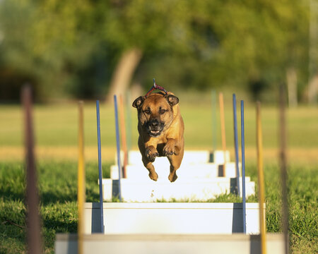 Brown dog in the air going over a jump in the grass