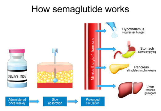 How semaglutide works and mimics the glp-1 hormone. Weight loss. Anti diabetic, anti obesity medication.