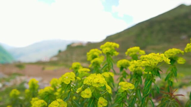 Wide angle shot of yellow colored flowers of Euphorbia Cyparissias growing in a mountain valley at Pangi Valley in Chamba district, Himachal Pradesh, India. Natural scenic background with copy space.
