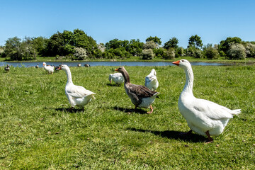 Gänsegruppe auf Wiese vor ruhiger Flusslandschaft, Eijsden, Limburg, Niederlande © M. Claushallmann