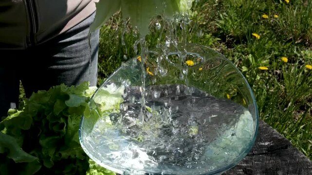 The hands of a woman washing a fresh escarole in an urban kitchen garden. High quality 4k footage
