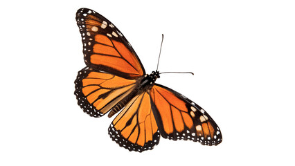 Beautiful monarch butterfly with open orange and black wings for nature and garden wildlife summer themes isolated on transparent background cut out © 1png-stock
