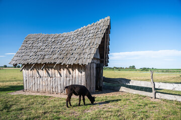 Obraz premium Black Alpaca in Front of Wooden Corral in Open Landscape