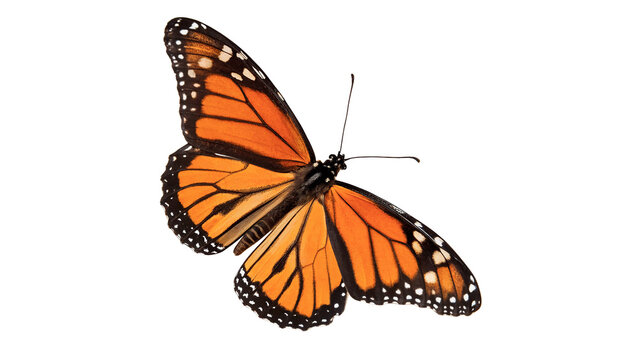 Beautiful monarch butterfly with open orange and black wings for nature and garden wildlife summer themes isolated on transparent background cut out