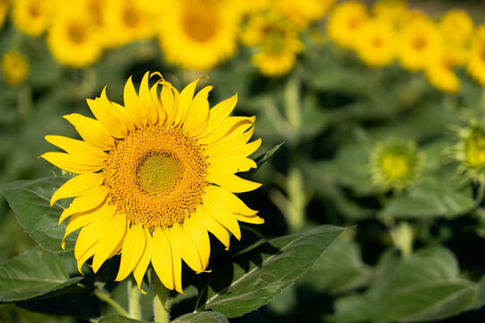 Beautiful yellow color sunflower in the agriculture farm background