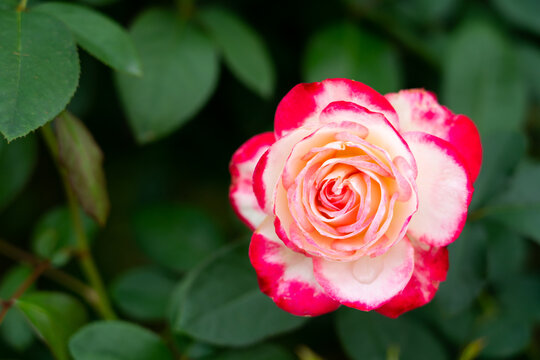 Bloom red rose with green leave in the garden