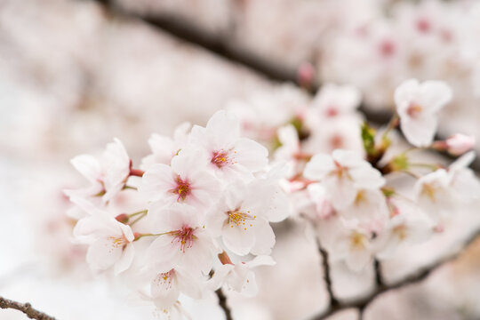 Closed up background of pink white color flower sakura (cherry) blossom