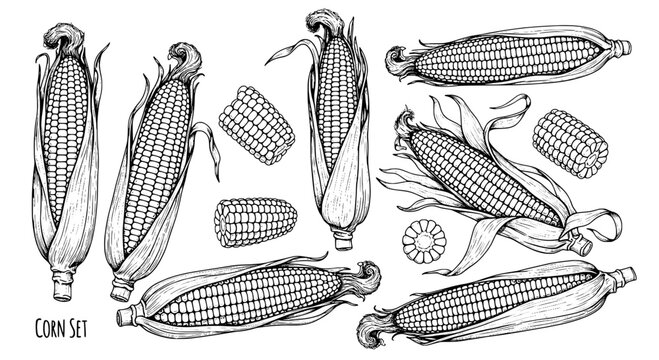 Corn set with detailed illustration of various cobs and kernels featuring black and white, drawing, sketch with agricultural and harvest elements for