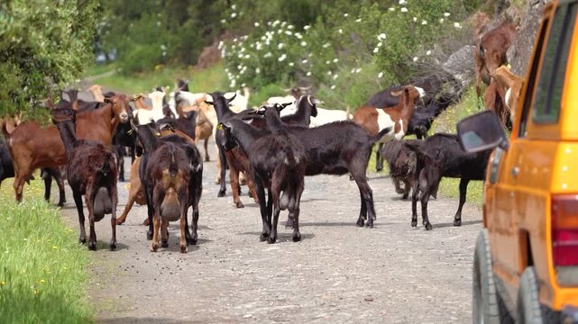 4x4 vehicle stopped by herd of goats on narrow mountain road, rural traffic interruption and coexistence between humans and animals