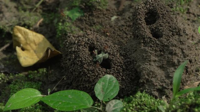 Ants diligently build mounds surrounded by green foliage and leaf litter in the Amazon. Suitable for nature documentaries or educational content on insect behavior.