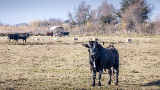 Taureau de Camargue