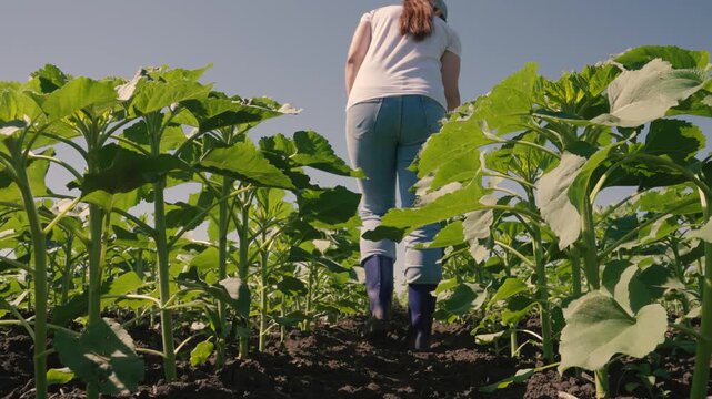 farmer touches green leaf sunflower, farmer walks rubber boots along rows crops farm, agriculture, concept sunlight, growing sunflowers farmer field summer, young sunflower, rubber, sprouts concept