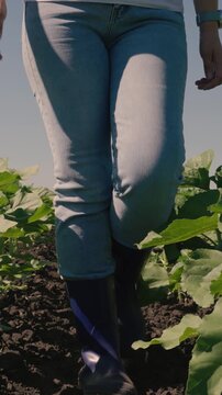 farmer touches green leaf sunflower, farmer walks rubber boots along rows crops farm, agriculture, agricultural landscape industry, ecology concept, powerful sunflowers, lifestyle agriculture business