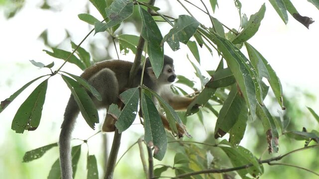A squirrel monkey carefully moves through leafy branches, surrounded by dense foliage in the Amazon rainforest. Ideal for wildlife documentaries or educational content.