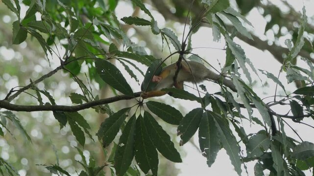 A monkey playfully explores and interacts with leaves on a branch in the dense foliage of the Amazon rainforest. Ideal for wildlife documentaries or educational content.