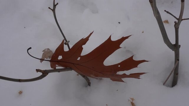 High angle close-up of a dry, brown oak leaf resting on thin bare branches above a white snow-covered ground in winter