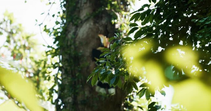 Great Hornbill feeding his chick and female in hole nest on the tree branch animal nature wildlife
