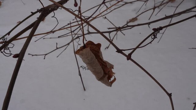 A single dried brown leaf hangs from tangled woody vines above a blanket of smooth white snow in winter
