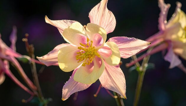 Columbine Flower Bloom.