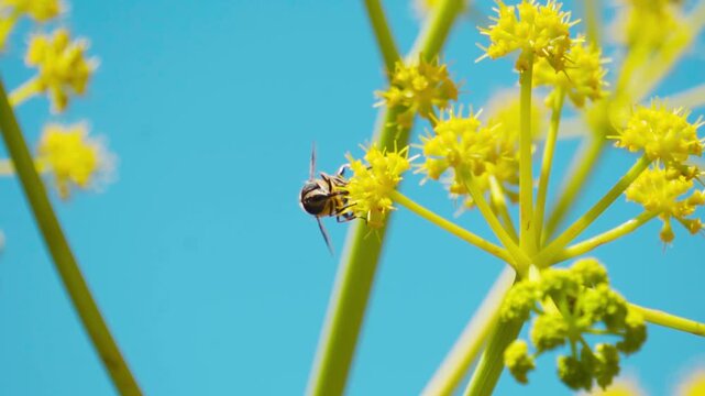 Closeup macro shot of a honey bee sitting on Ferula communis plant during the summer season as seen near Gondhla village in Lahaul and Spiti district, Himachal Pradesh, India. Natural background.