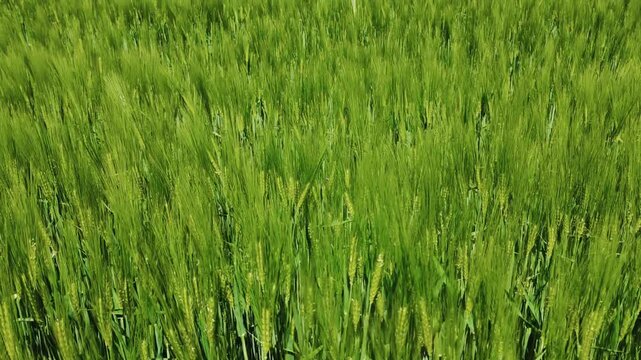 field of wheat, still green in Serbia