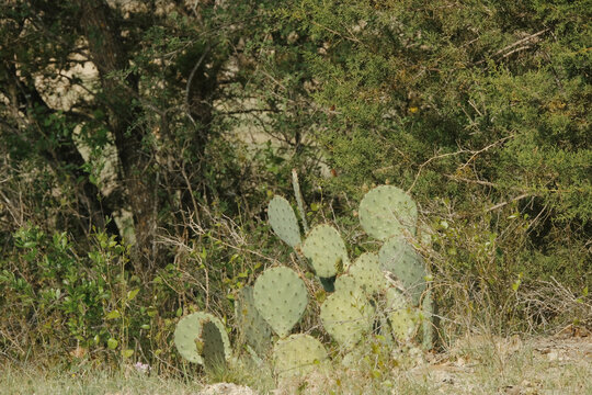 Texas landscape with prickly pear cactus and juniper plant closeup in nature.
