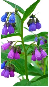 Comfrey Flowers Isolated.