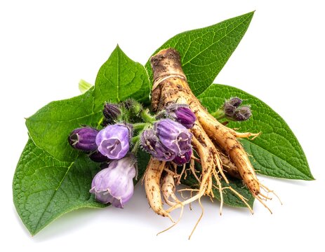Comfrey Root and Flowers.