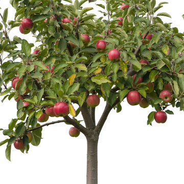 Red apple tree with ripe fruits isolated on white background for garden design and food concepts.