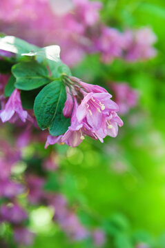 Soft floral background with pink blossom cluste and green bokeh