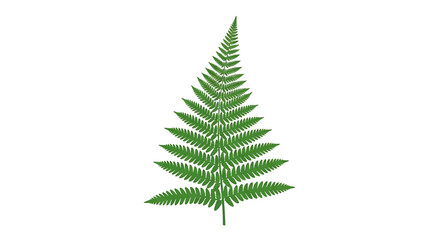 Green fern leaf © Mamun